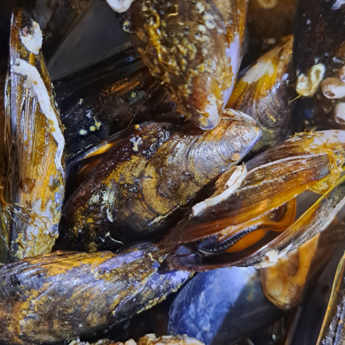 COACH TOUR 22ND-28TH DECEMBER 2025 CHRISTMAS WITH THE HAYES