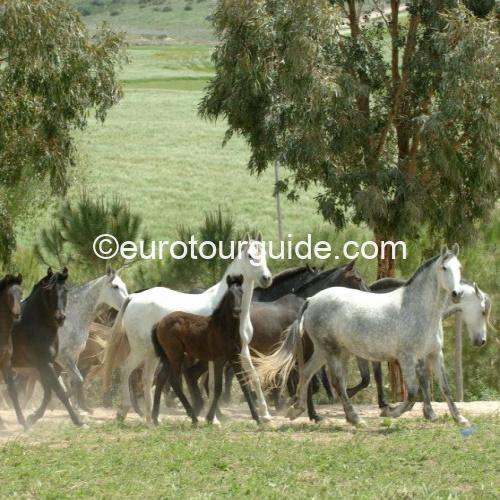 COACH TOUR 10TH APRIL - 17TH APRIL 2026 CADIZ PROVINCE - Image 17