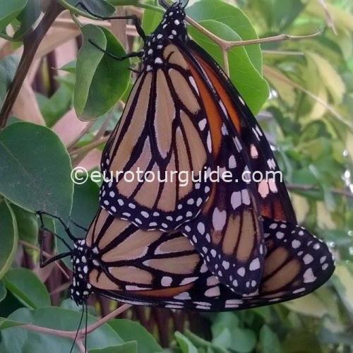 COACH TOUR 17TH-20TH SEPTEMBER 2025 ENTRE NARANJOS CABO DE GATA - Image 29