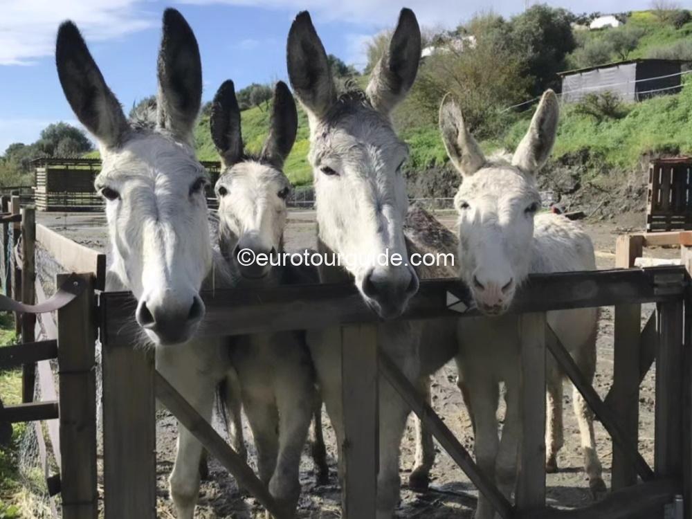 EuroTourGuide Coach Tours Xmas New Year 2026 Migas Donkeys