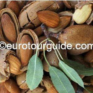 EuroTourGuide Coach Tours Off Road Almonds