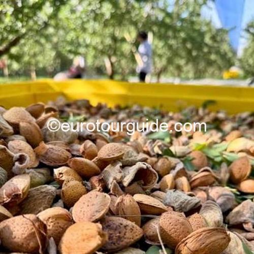 EuroTourGuide Coach Tours Off Road Almonds
