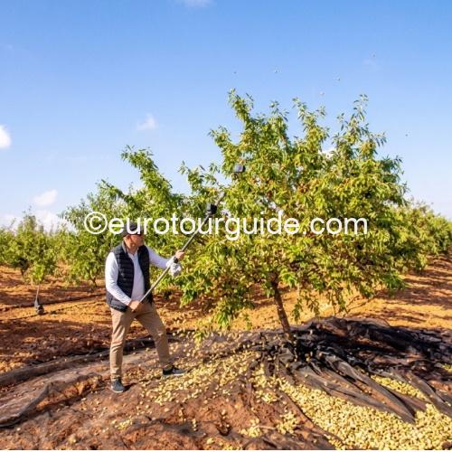 EuroTourGuide Coach Tours Off Road Almonds