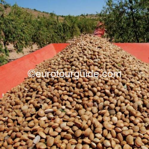 EuroTourGuide Coach Tours Off Road Almonds