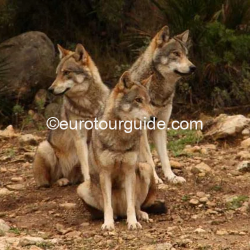 EuroTourGuide Coach Tours Antequera Wolf Reserve