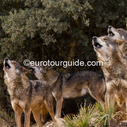 EuroTourGuide Coach Tours Antequera Wolf Reserve