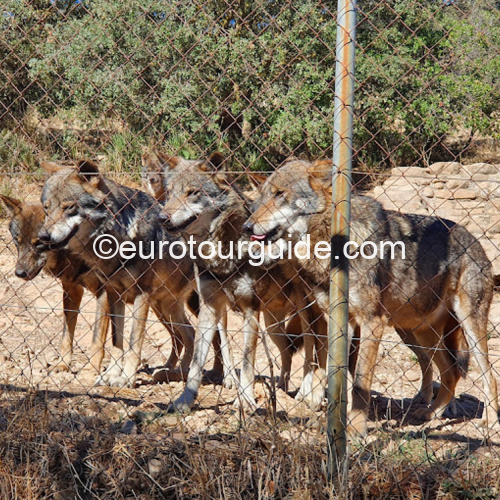 EuroTourGuide Coach Tours Antequera Wolf Reserve