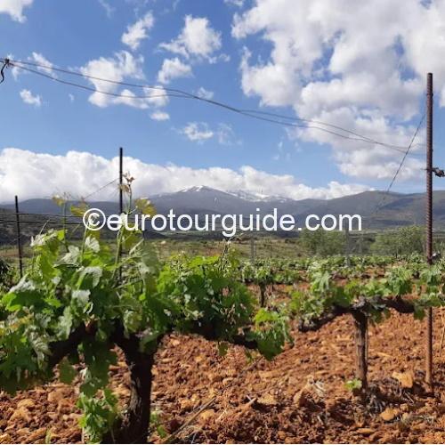 EuroTourGuide Coach Tours Wine Club Granada Bodega Vertijana